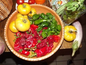 Padron chili  - Csípős paprika ritkaságok az Egzotikus Növények Stúdiója kínálatában